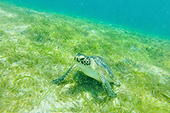 Plongée tortue Guadeloupe