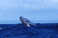 Baleine excursion Pouldo