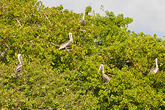 Pelicans de l'île aux oiseaux