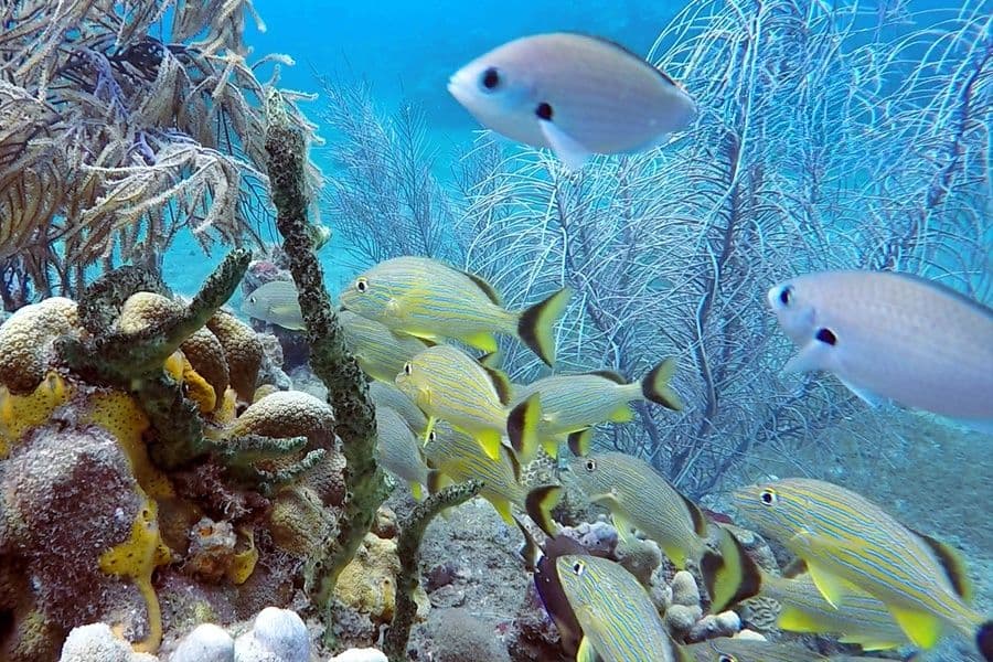 Fish in the Cousteau Reserve