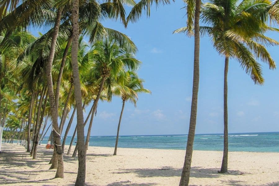 The coconut grove at Petite-Terre