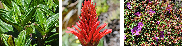 Bandeau végétation Soufriere