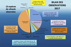 Bilan Observation cétacés Guadeloupe 2017