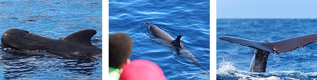 observation baleine guadeloupe