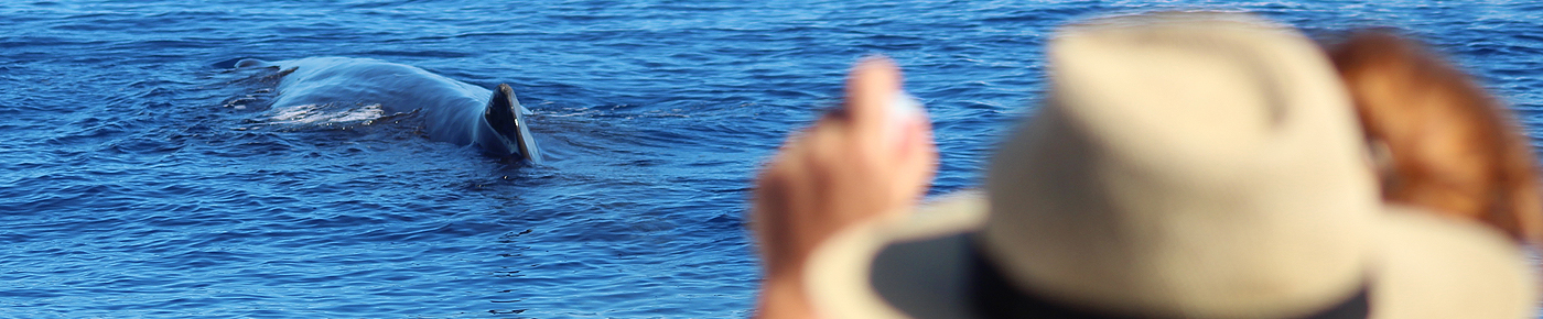 Observation baleine dauphin et cétacés - Guadeloupe