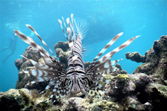 Poisson au récif du Grand cul-de-sac Marin