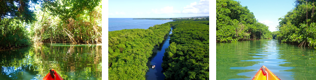 excursion kayak guadeloupe mangrove