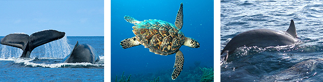 Baleines tortue et dauphins 