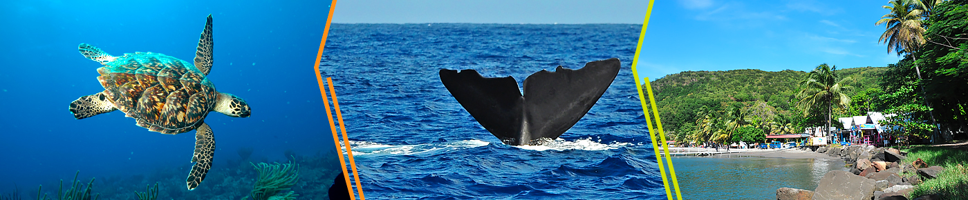 excursion réserve cousteau ICIGO