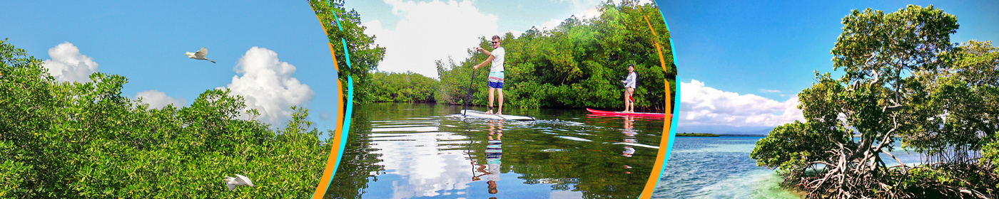Excursion visite mangrove en Guadeloupe