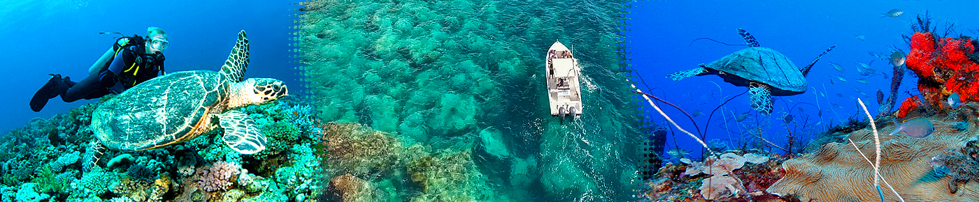 Forfait plongée en Guadeloupe avec ICIGO