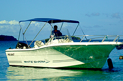 Bateau white shark