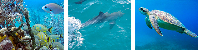 Sortie Réserve COusteau en catamaran