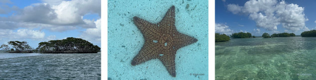 Un écosystème riche entre mangrove, barrière de corail et faune