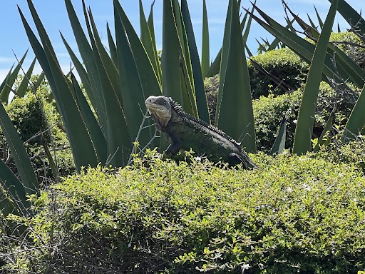 Iguane à Petite-Terre