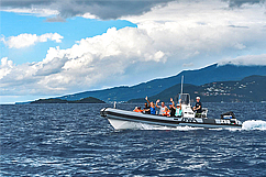 excursion guadeloupe observation cétacés