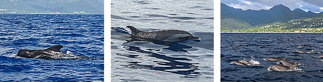 observation cetaces guadeloupe avec biologiste marin