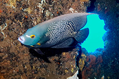 Poisson ange