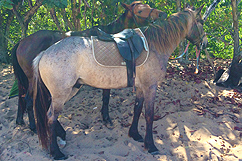 Chevaux plage de Cluny 