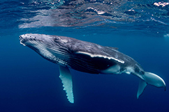 baleine Guadeloupe