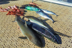 Partage des prises de la pêche au grand cul-de-sac Marin