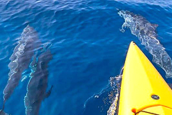 Dauphins devant le kayak à voile