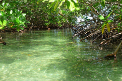Découverte de la mangrove
