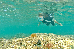 Découverte du récif corallien