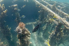 Poissons dans l'Épave