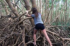 Exploration mangrove