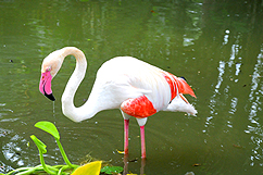 Flamand rose du jardin botanique