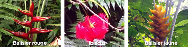 fleurs chutes du carbet