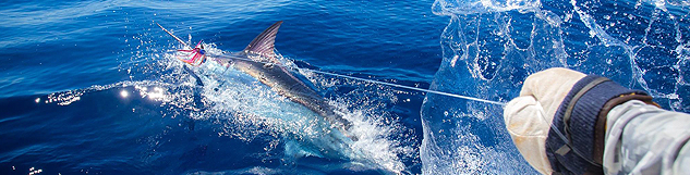 Prise de marlin lors de la sortie pêche à Malendure