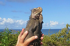 Iguane des Petites Antilles