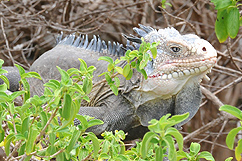 Iguane de petite terre dans arbre 