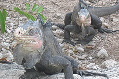 Iguanes des Petites Antilles