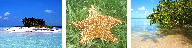 L'ilet caret étoile de mer et la mangrove 