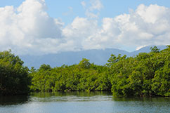 mangrove