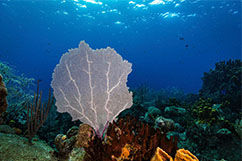 Corail nocturne Guadeloupe