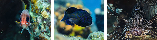 Poissons nocturnes Guadeloupe