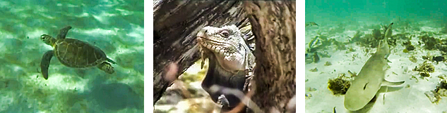 Rencontre avec les aniimaux de Petite-Terre pendant l'excursion en speed boat