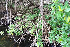 Mangrove du Grand Cul-de-sac Marin