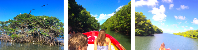 Mangrove Grand cul-de-sac Marin