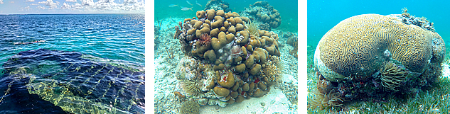 excursion à la barrière de corail - guadeloupe
