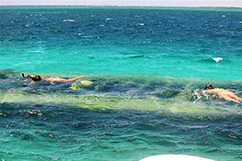 snorkeling sur l'épave du grand cul-de-sac marin