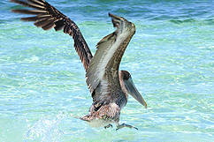 Pélican en plein vol à l'ilet caret 