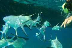 Poissons sous le bateau Big Game