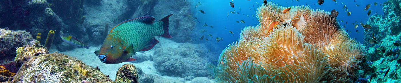 Excursion randonnée palmée bouillante - Guadeloupe