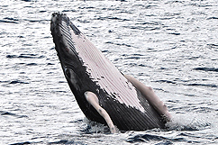 Saut de baleine