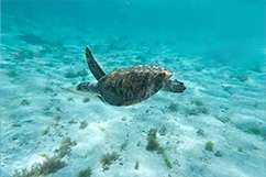 tortue